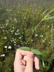 Epilobium pseudorubescens