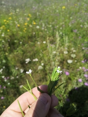 Epilobium pseudorubescens