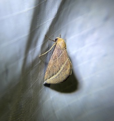 Phyprosopus callitrichoides