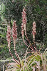 Aloe pluridens