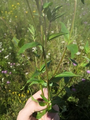 Epilobium pseudorubescens