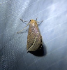 Phyprosopus callitrichoides