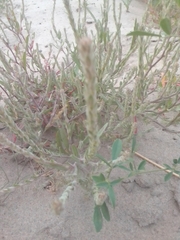 Corispermum