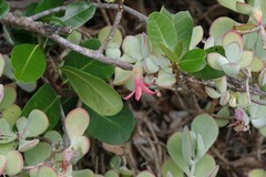 Cotyledon woodii
