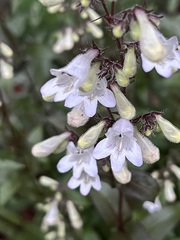 Penstemon calycosus
