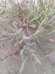 Corispermum
