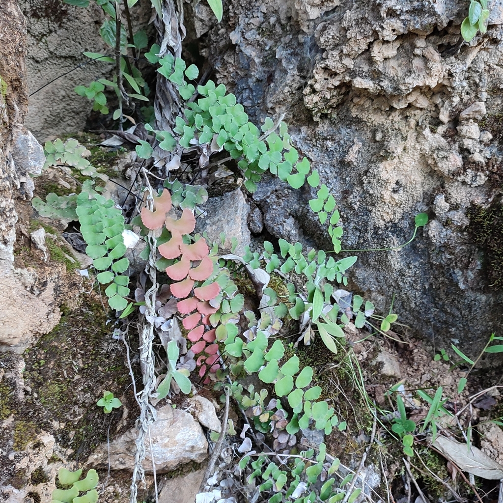 Adiantum ruizianum
