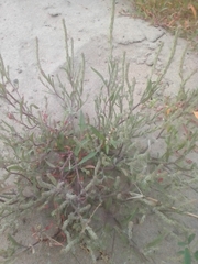 Corispermum