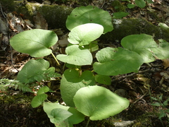 Trachystemon