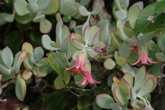 Cotyledon woodii