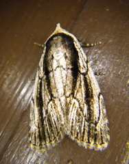 Sympistis badistriga