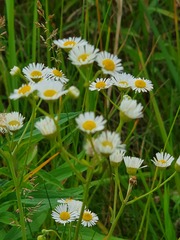 Leucanthemum × superbum