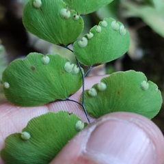 Adiantum ruizianum