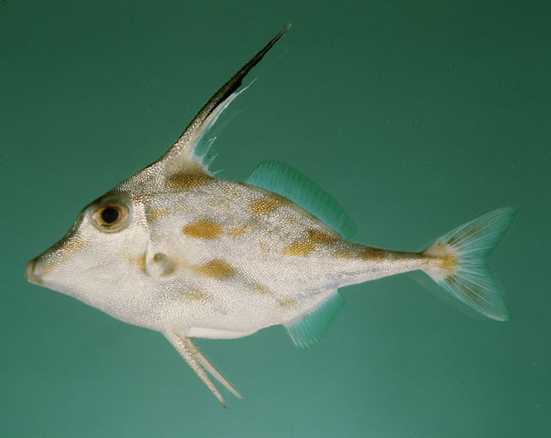 Blotched Tripodfish