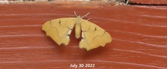 Rondotia menciana