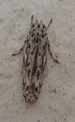 Ethmia confusella