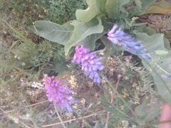 Vicia cracca