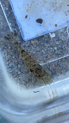 Crangon septemspinosa