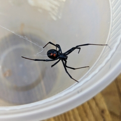 Latrodectus hesperus