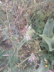 Vicia cracca