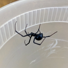 Latrodectus hesperus