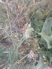 Vicia cracca