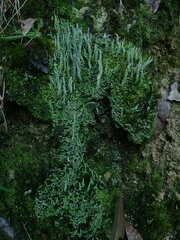 Cladonia imbricata