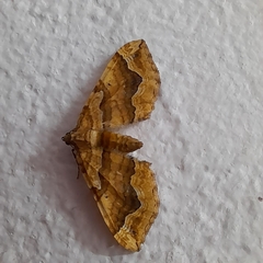 Pelurga comitata