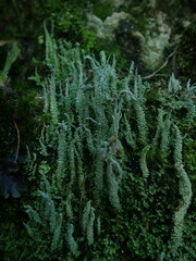 Cladonia imbricata