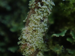 Cladonia imbricata