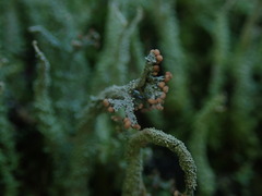 Cladonia imbricata