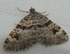 Xanthorhoe abrasaria