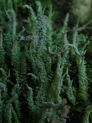 Cladonia imbricata