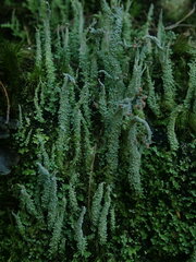 Cladonia imbricata