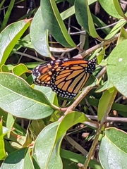 Danaus plexippus