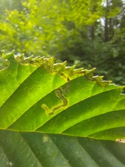 Stigmella lemniscella