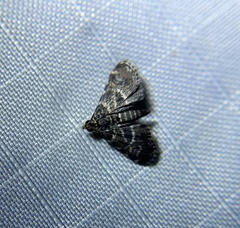 Diasemiodes janassialis
