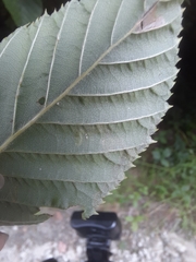 Stigmella lemniscella