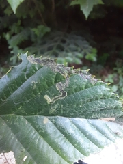 Stigmella lemniscella