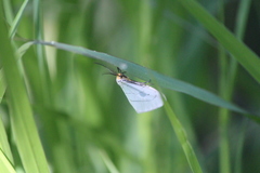 Leuculodes lacteolaria