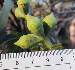 Eucalyptus scias scias