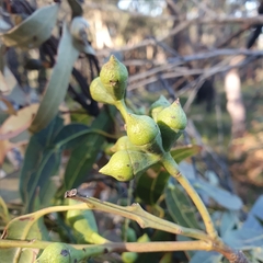 Eucalyptus scias scias