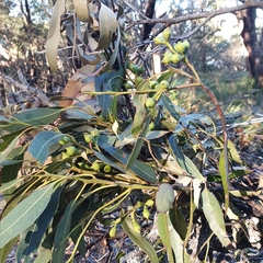Eucalyptus scias scias