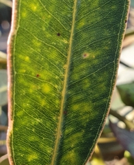 Eucalyptus scias scias