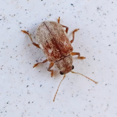 Demotina modesta