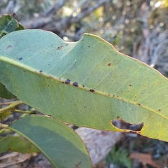 Eucalyptus scias scias