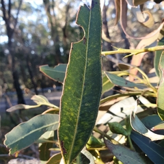 Eucalyptus scias scias