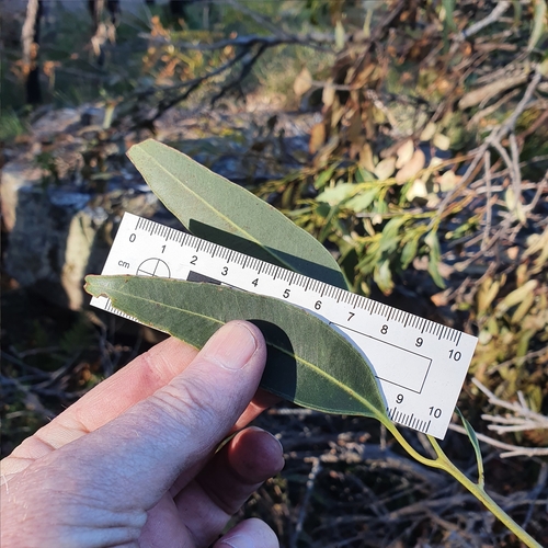 Image of Eucalyptus scias by (c) ronavery, some rights reserved (CC BY)