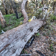 Eucalyptus scias scias
