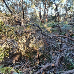 Eucalyptus scias scias